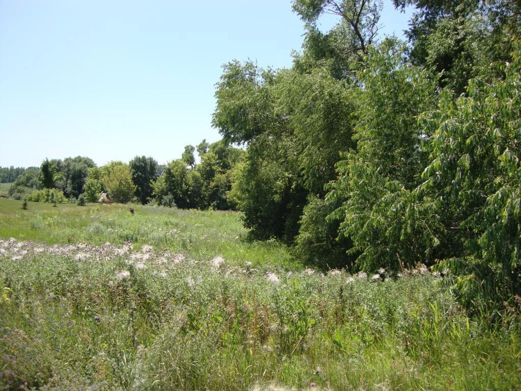 Summer photo with trees in full foliage.