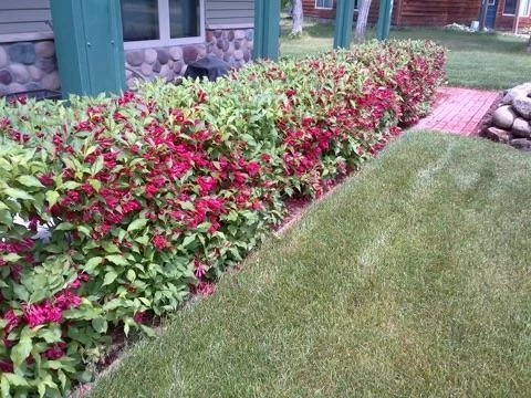 Landscaping along edge of covered front entry door area.