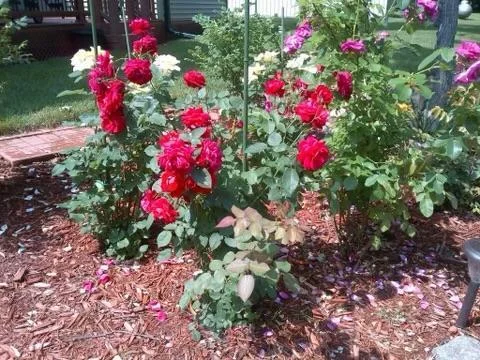 More lovely gardens!