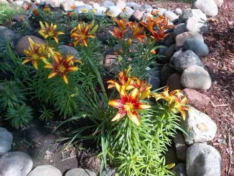 Flowers peeking out everywhere you turn!