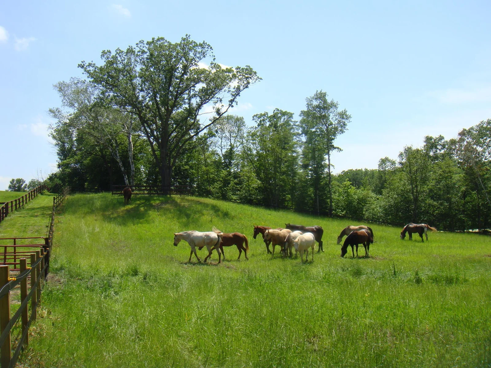Pasture