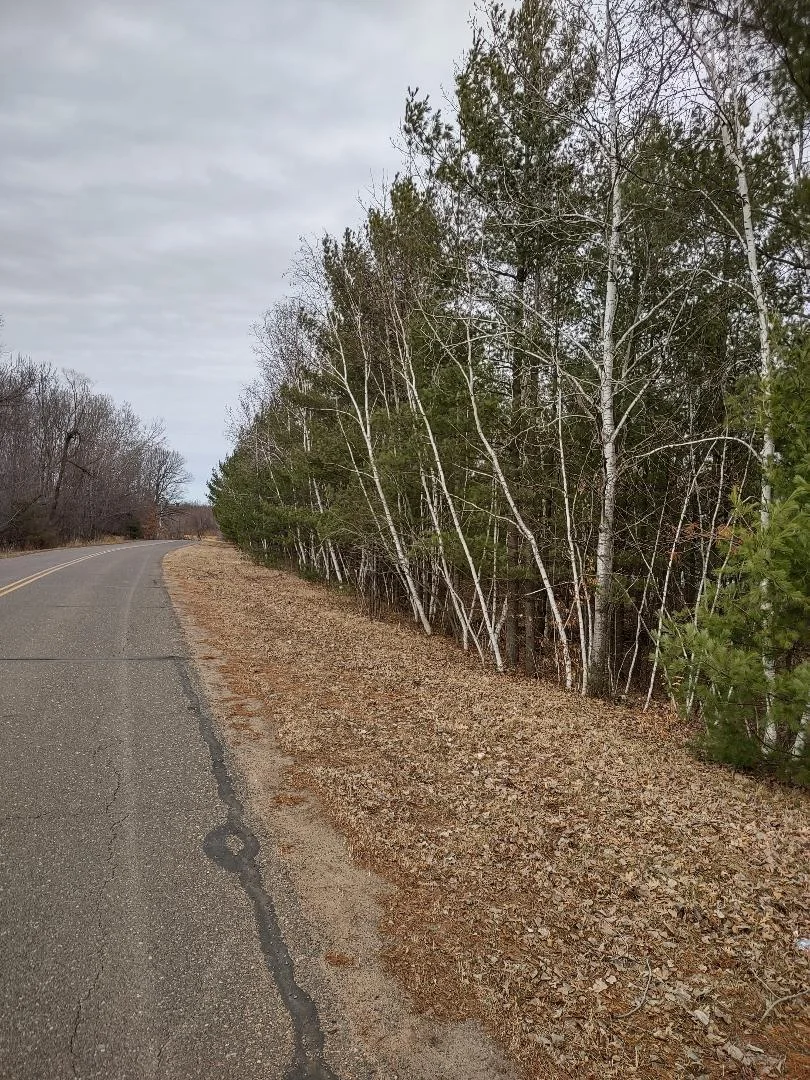 Woods along Tamarack St.