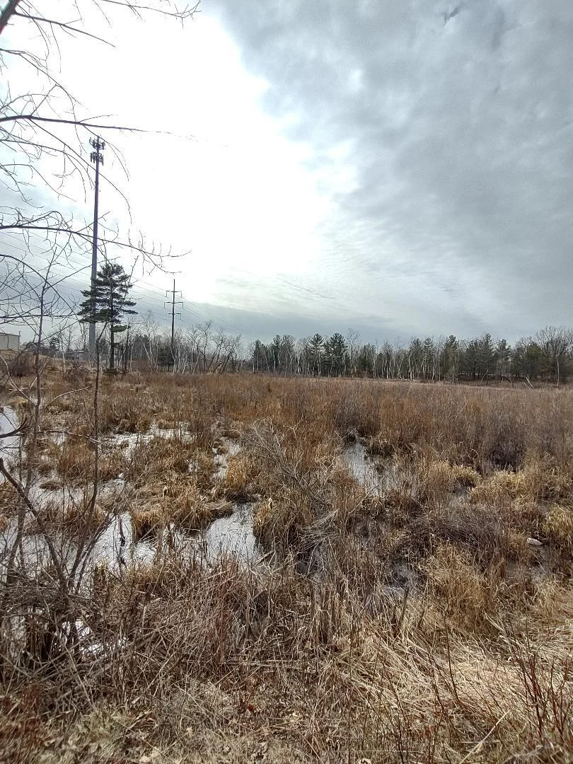 Pond
