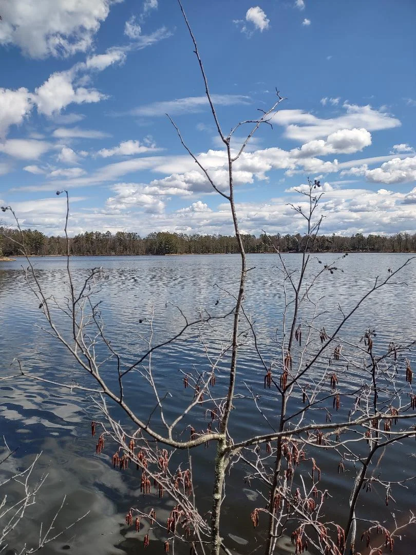 Lake front (Looking NE)