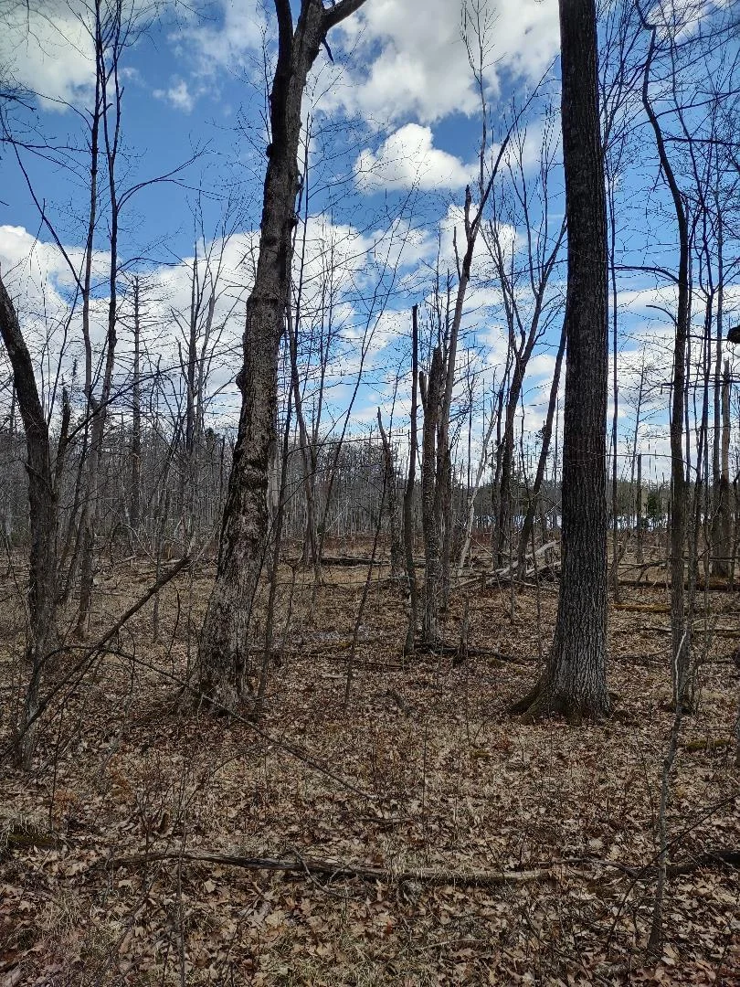 Hardwoods