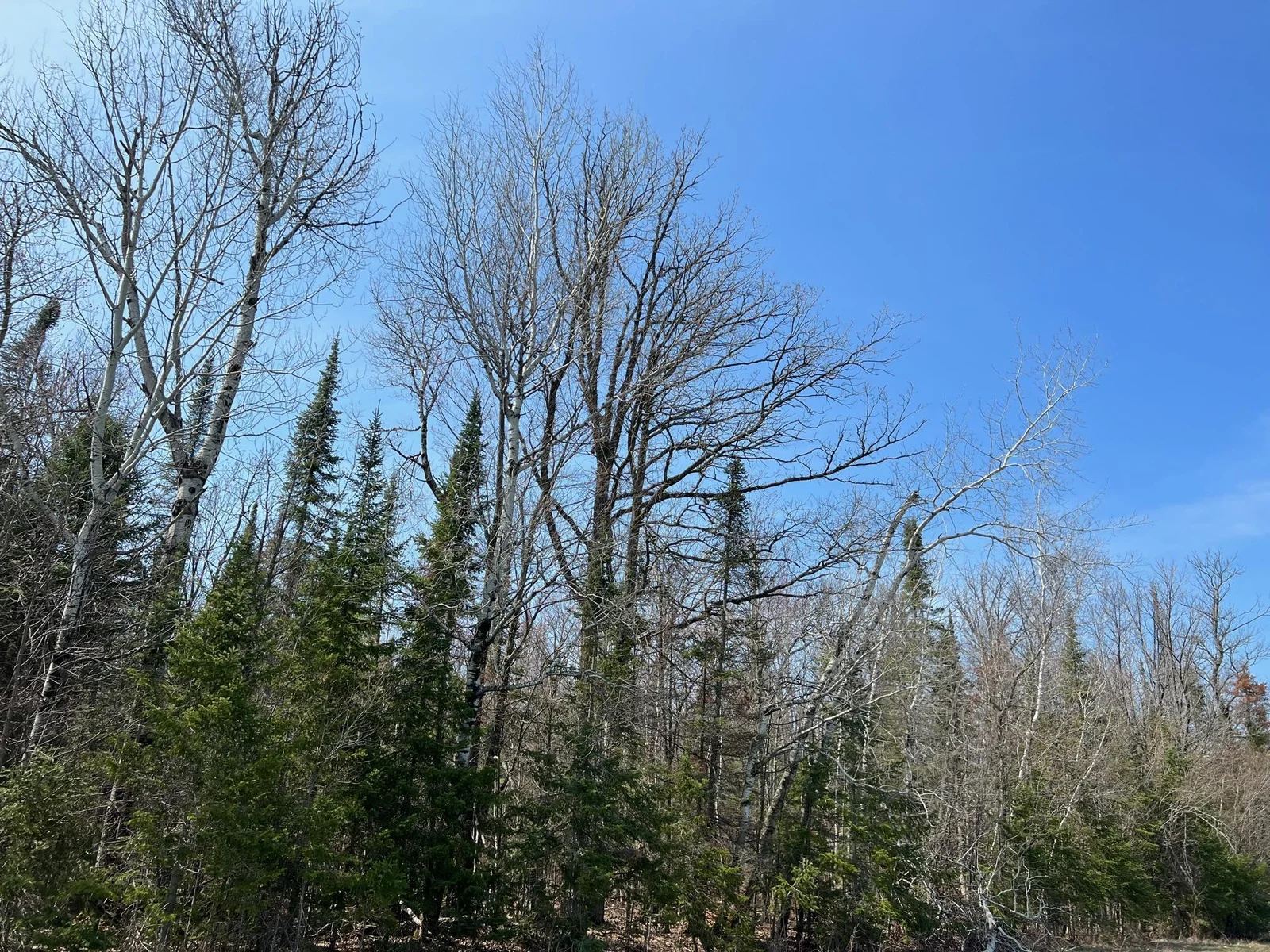 Oak and Pines