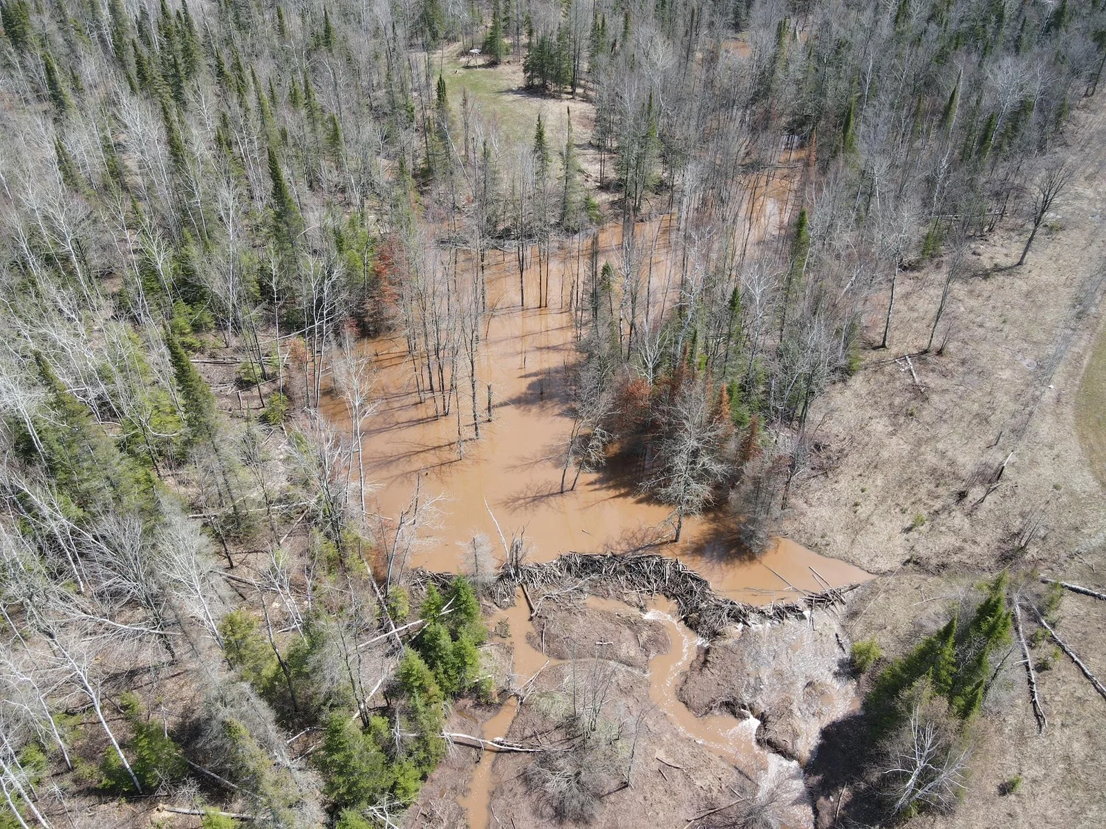 Beavers have been at work this spring