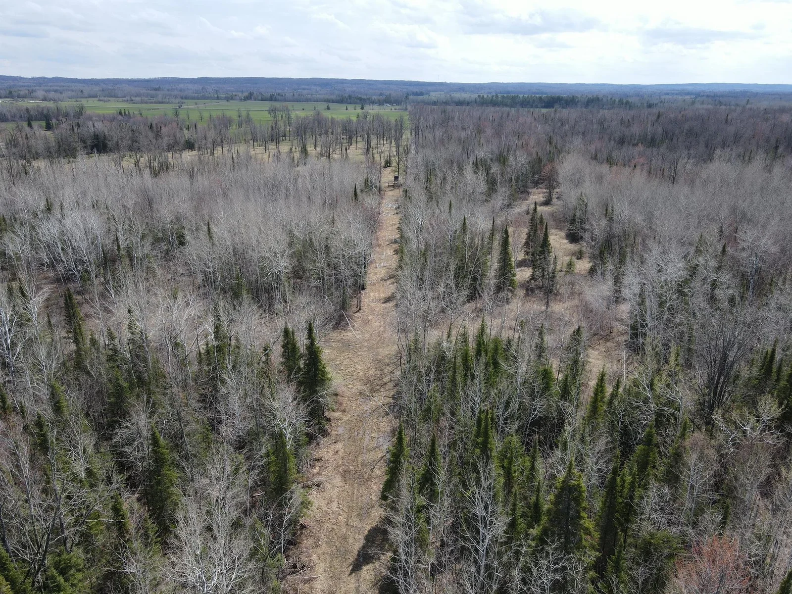 Trail through the pines