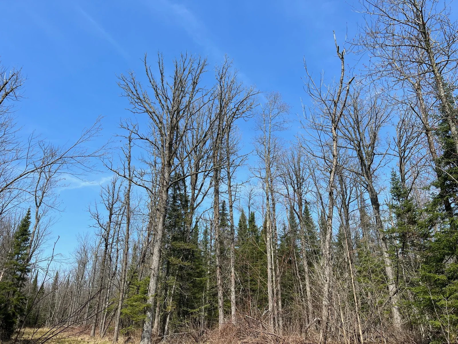 Mature Timber