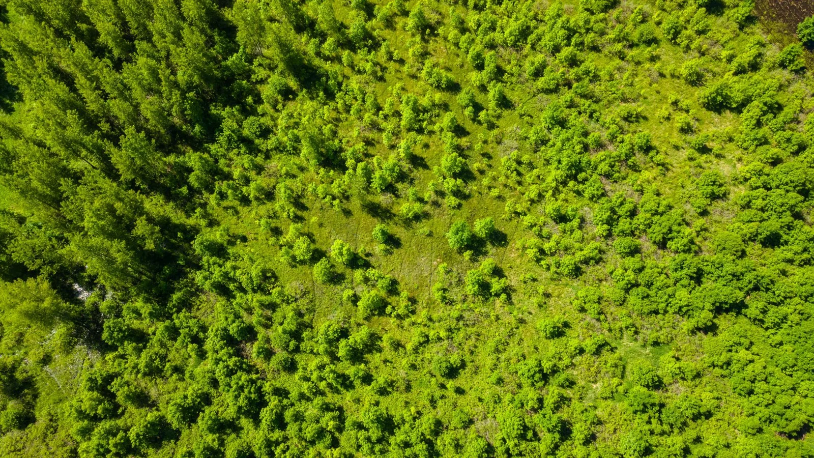 DJI_0457.jpg