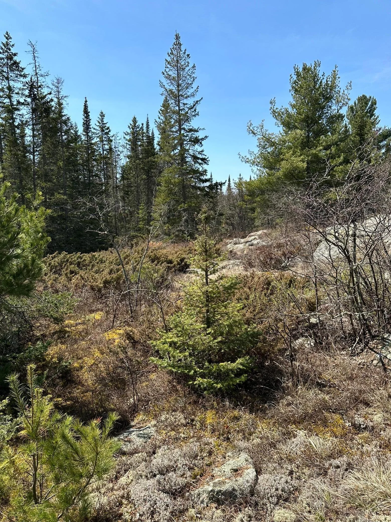IMG_0542.jpeg