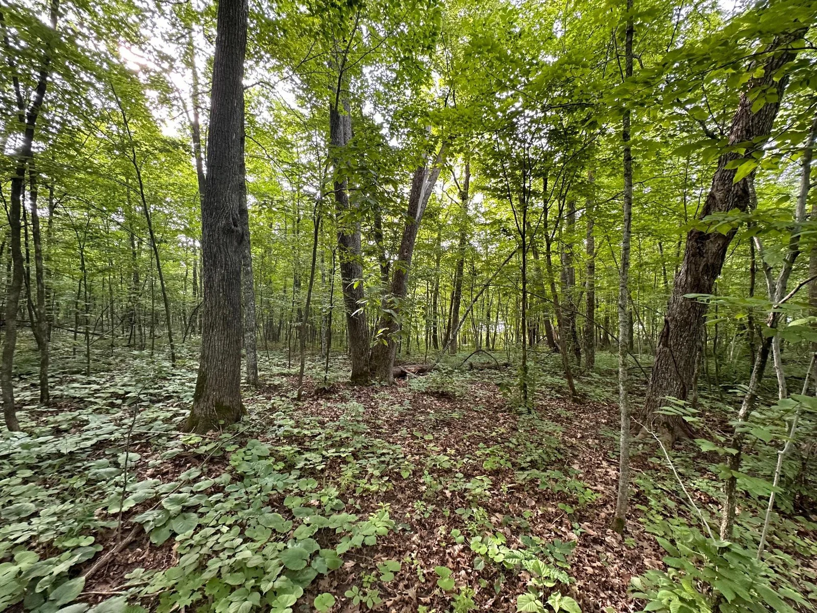 Woods 2.jpg