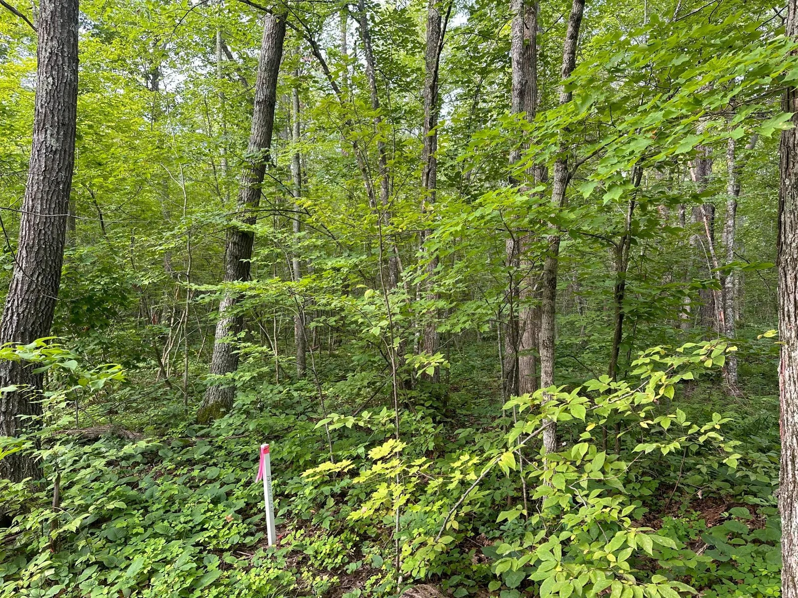 Corner of Propety.jpg