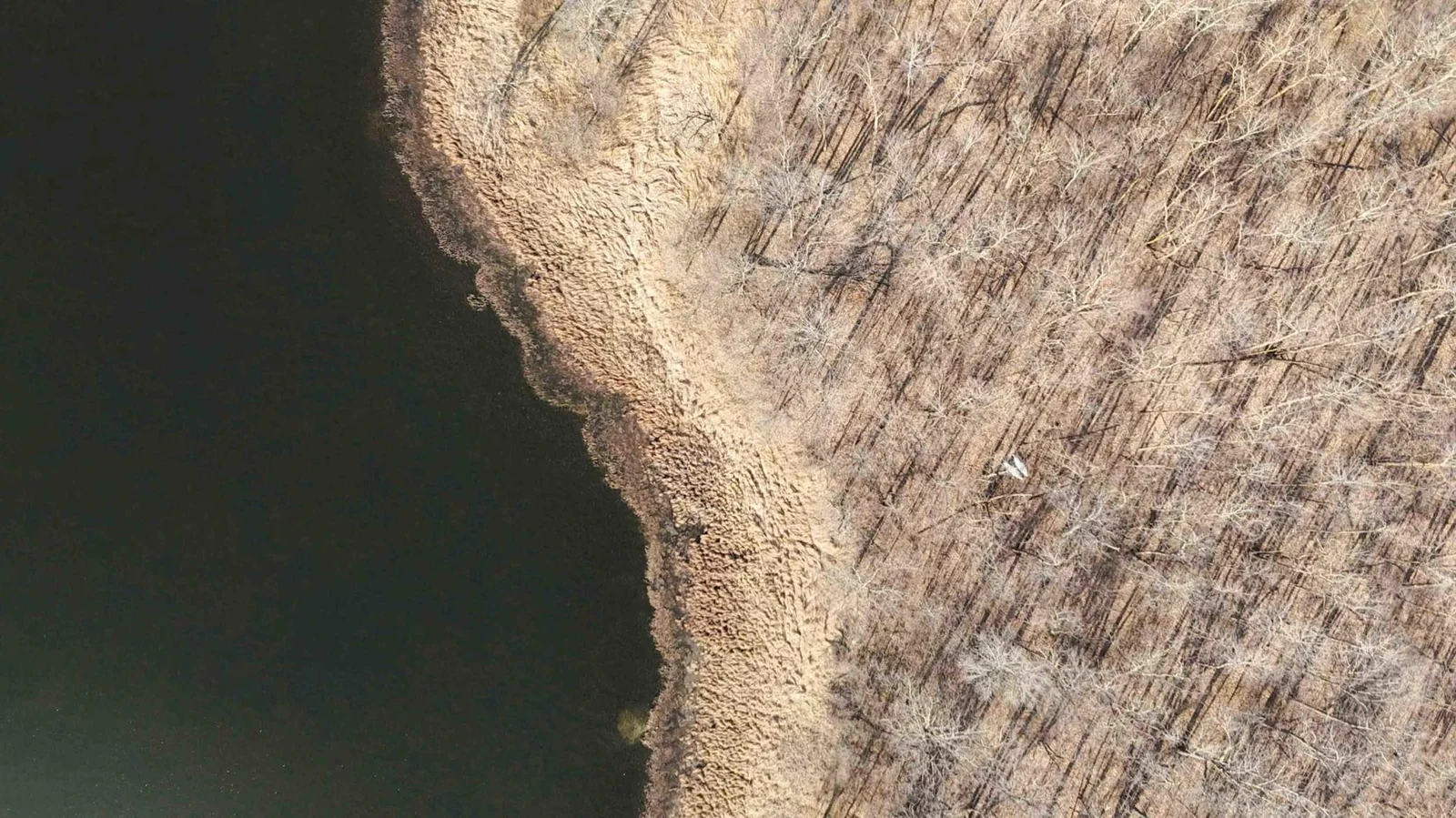 Aerial View Shore