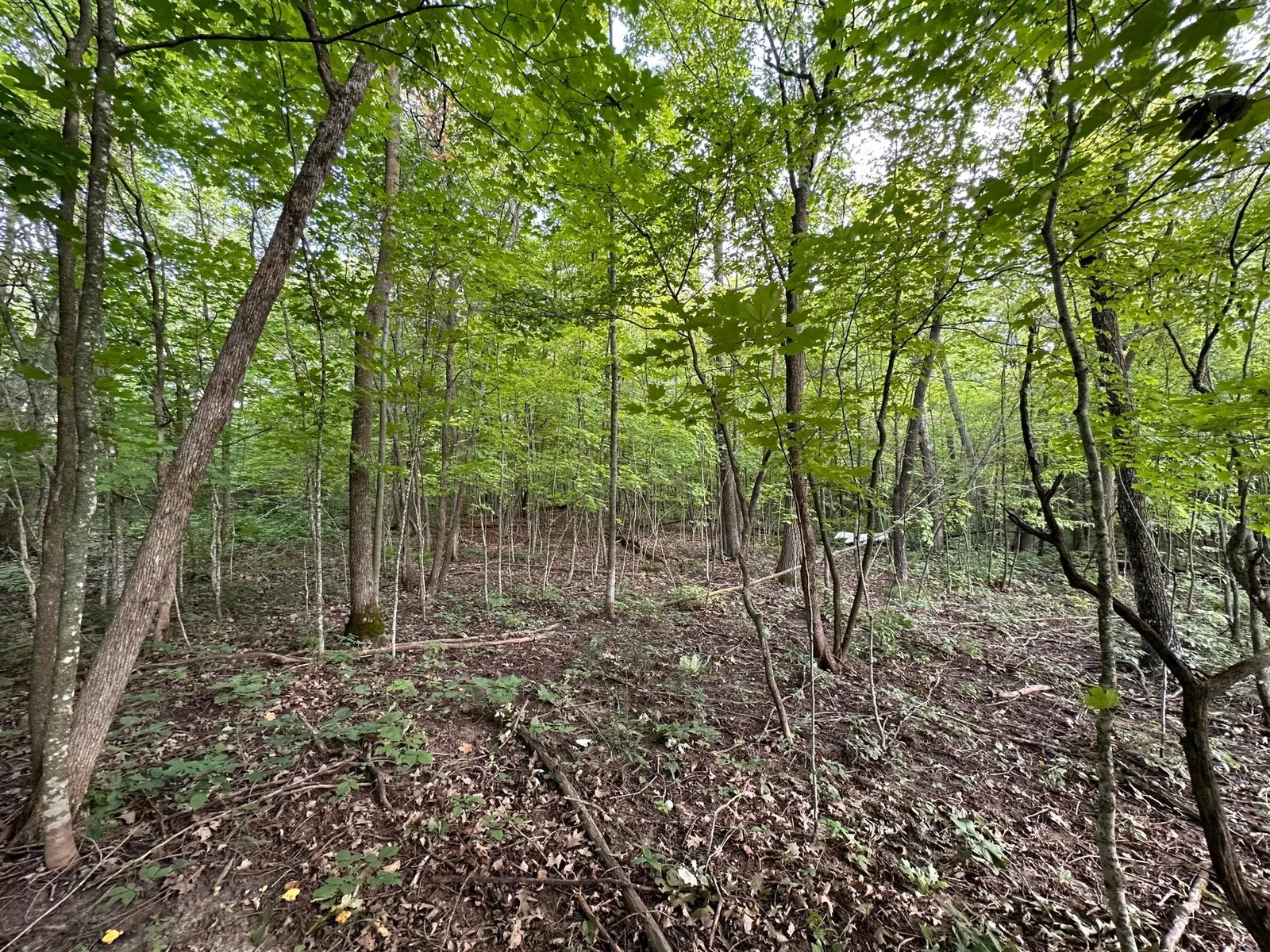 Gradual Sloping Lot.jpg
