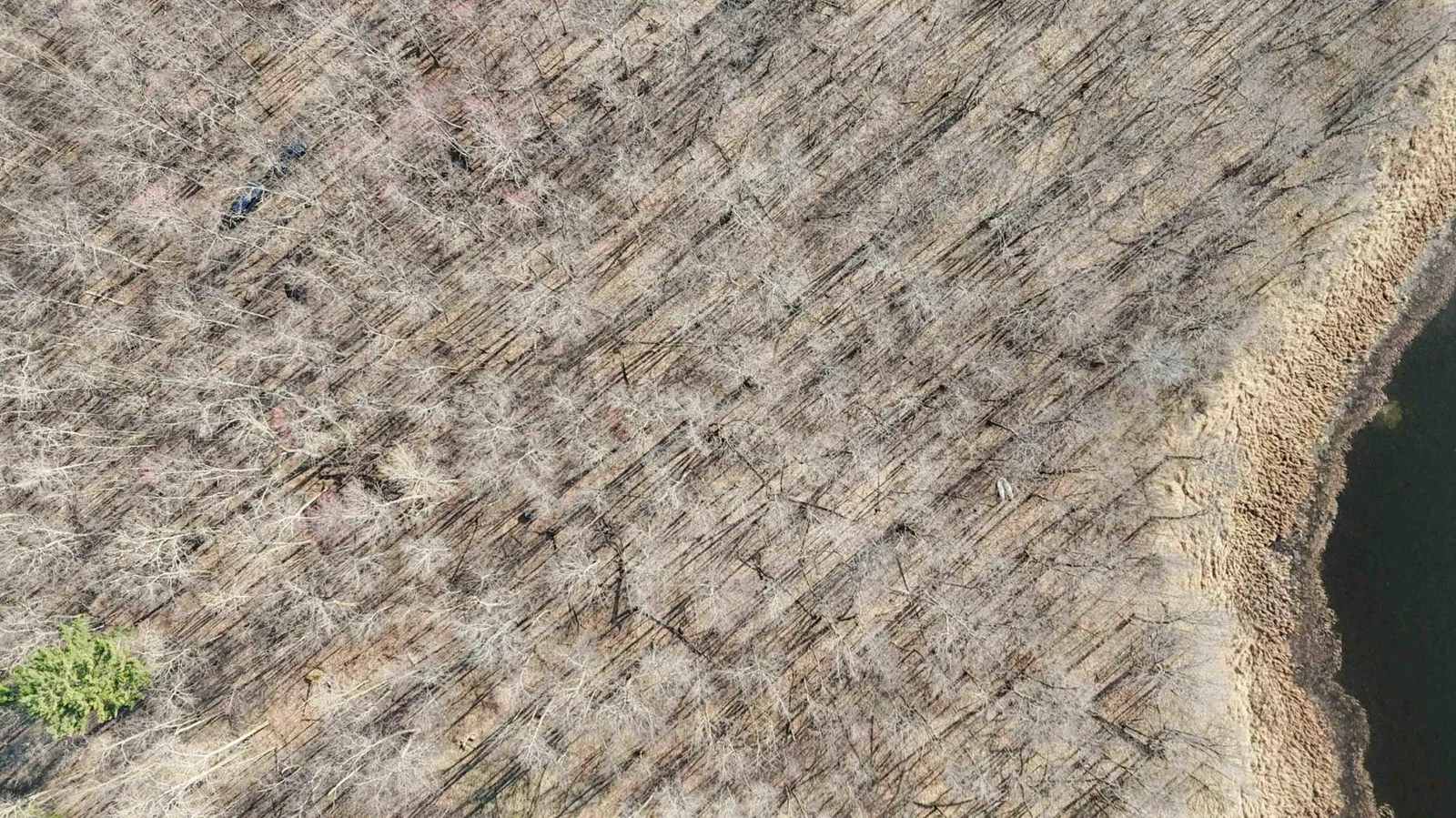 Aerial View of Woods/Shore