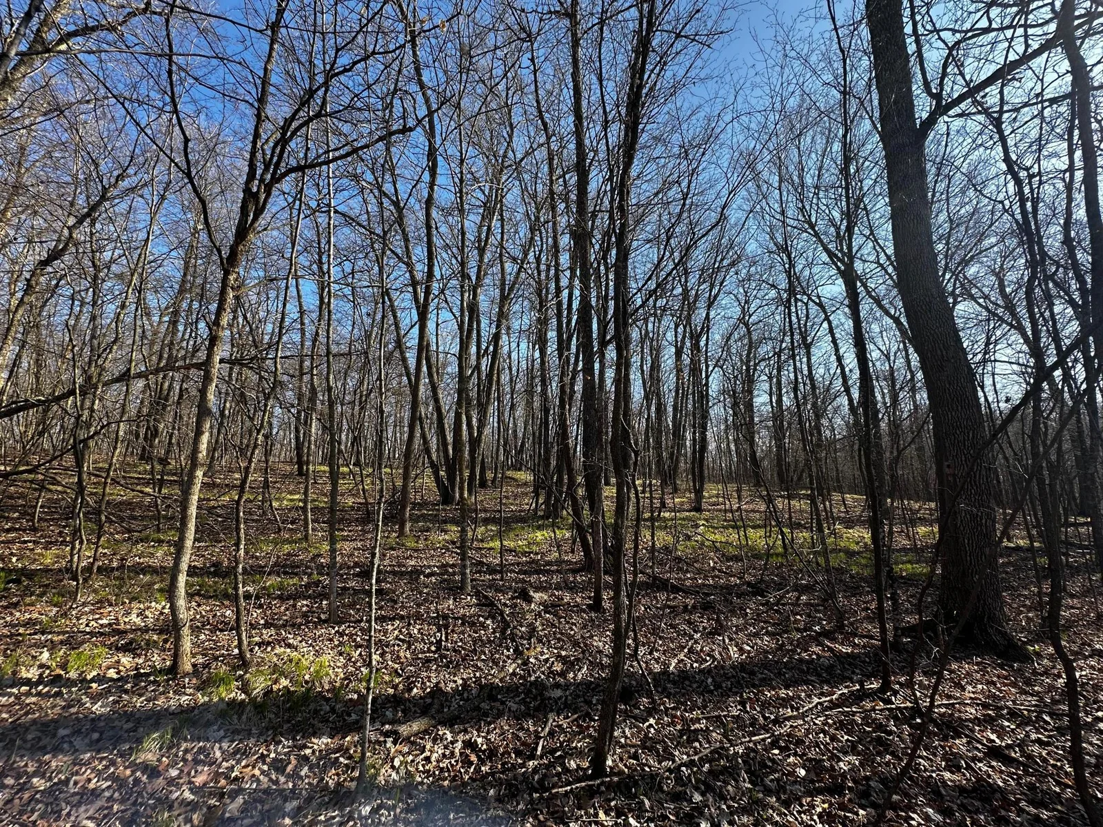 Spring Woods 2