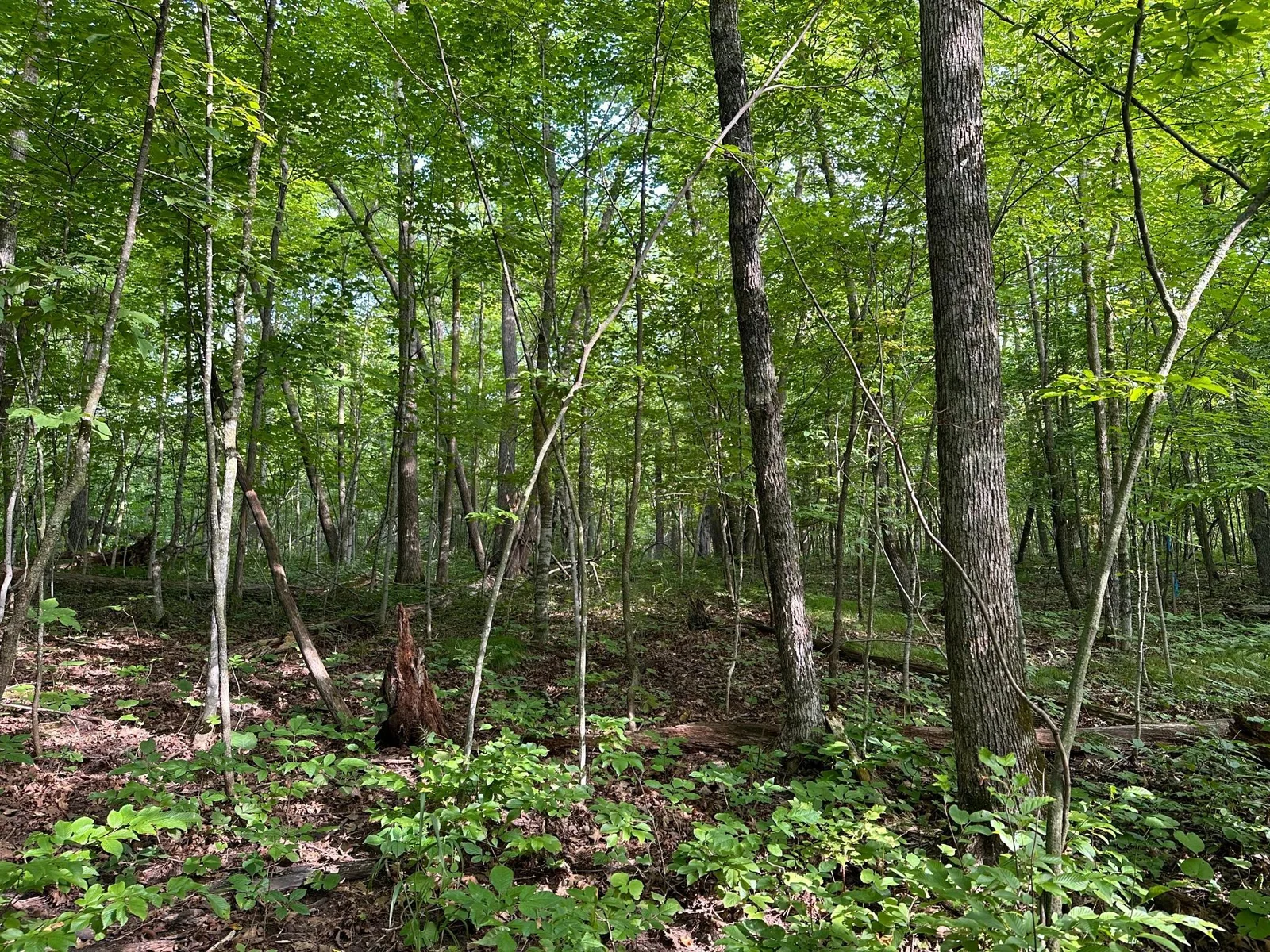 Woods.jpg