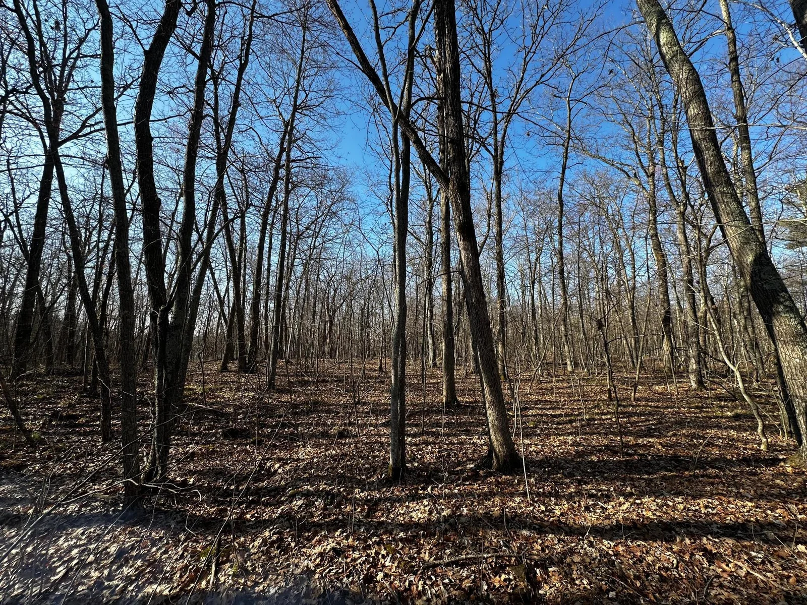 Spring Woods 1