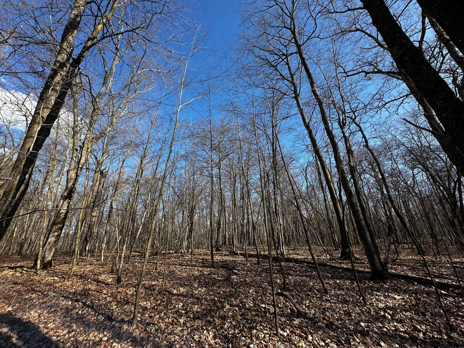 Spring Woods