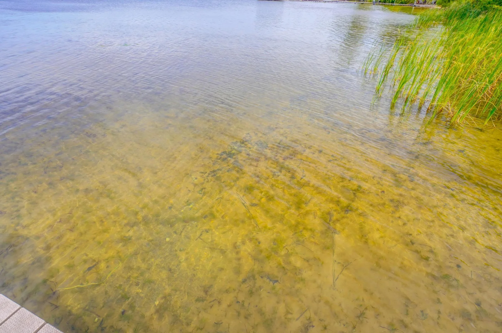 Sandy shoreline