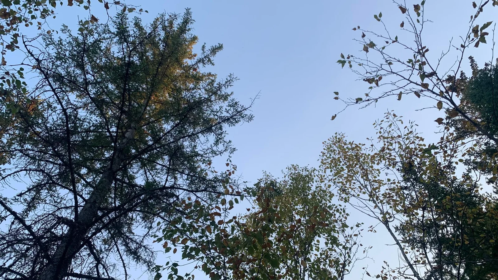 Tall Trees