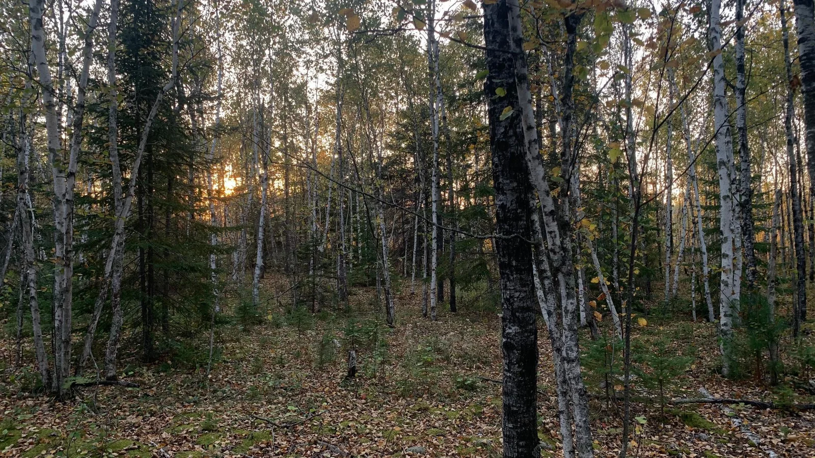 Wooded Lot