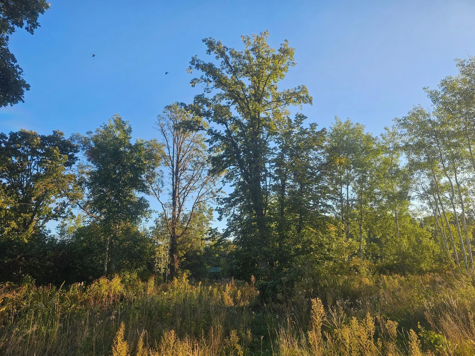 Plentiful windbreakers and towering trees