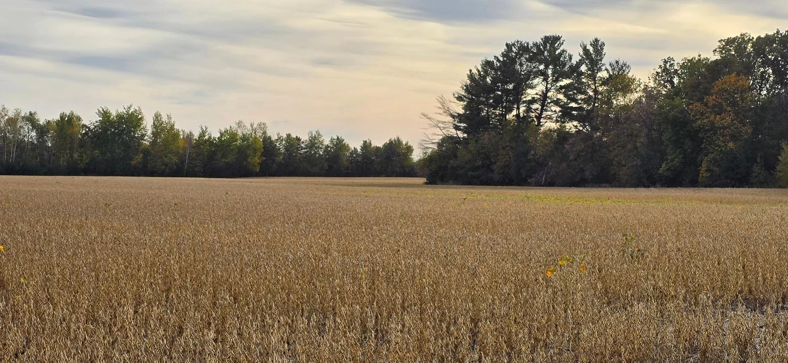 Great, level land for farming or otherwise.
