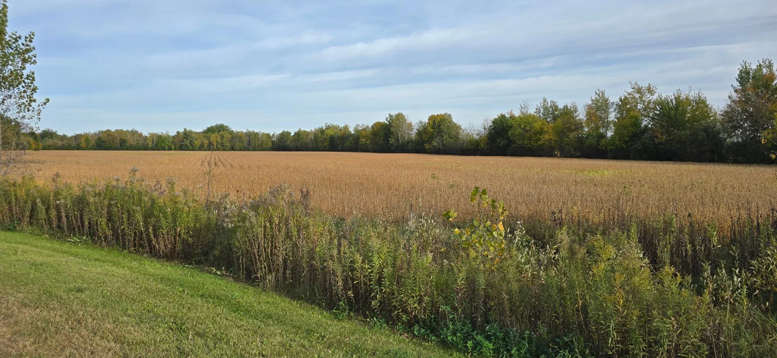 View of the south and east tree lines edging the property