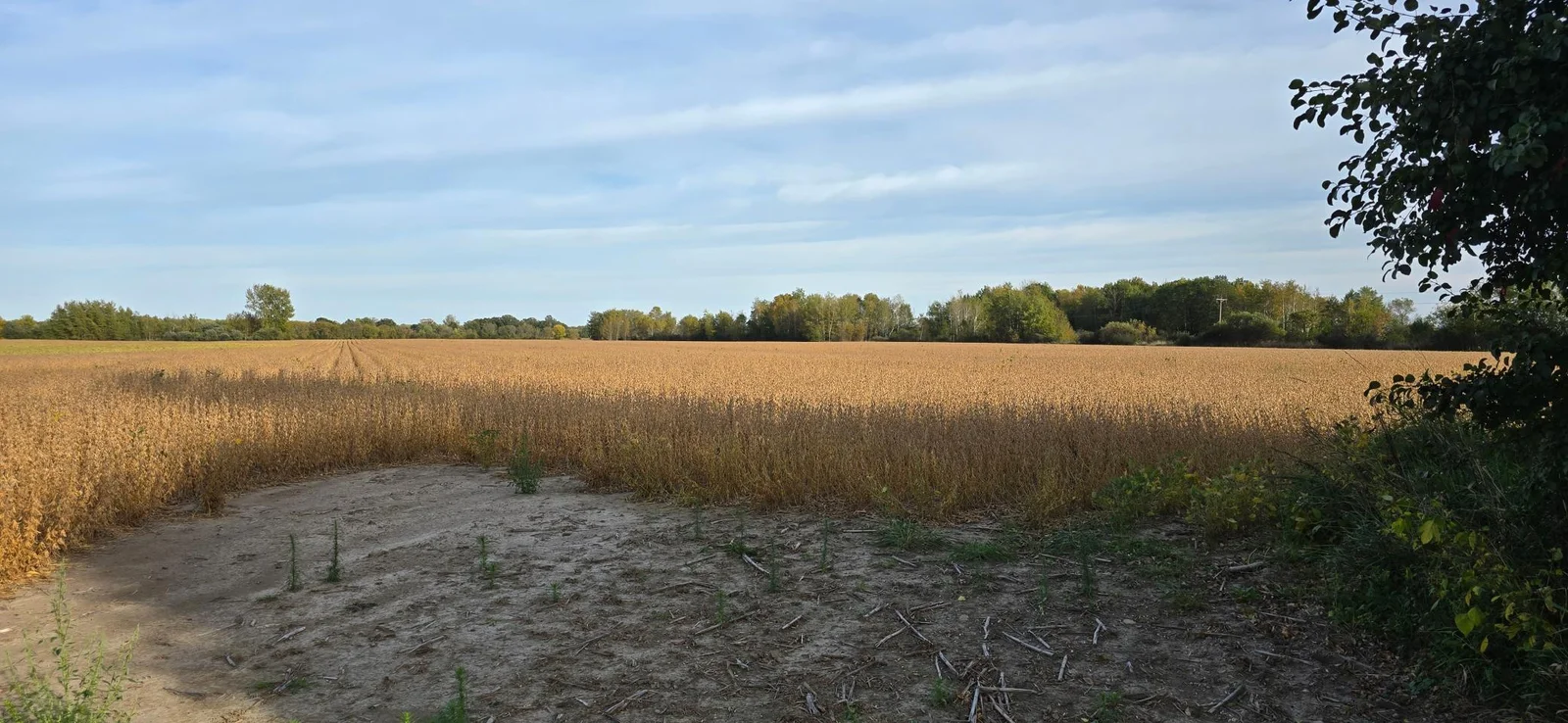 East and south tree lines in the distance
