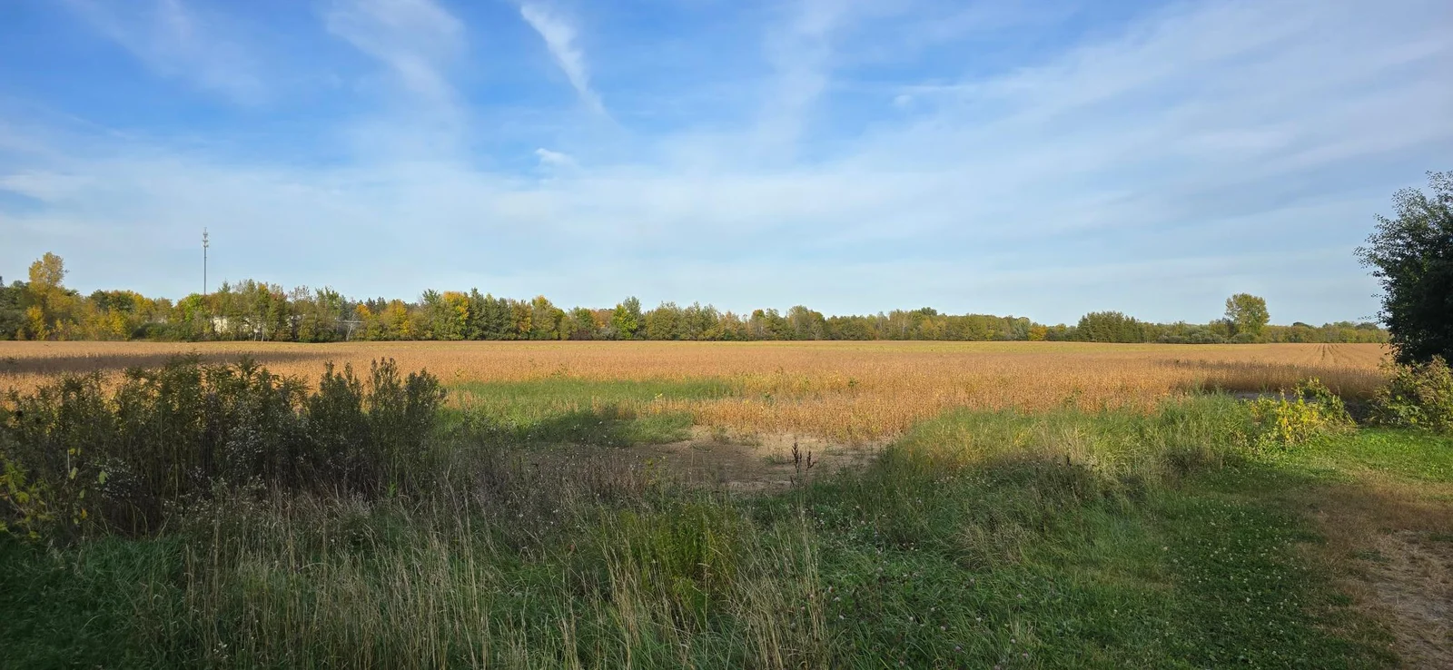 Looking east from the end of East Olive Street. Small shed on right just out of picture comes with property.