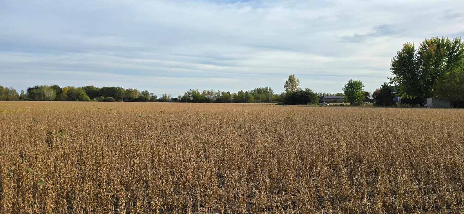 Looking south, the tree line in the distance is roughly the edge of property.