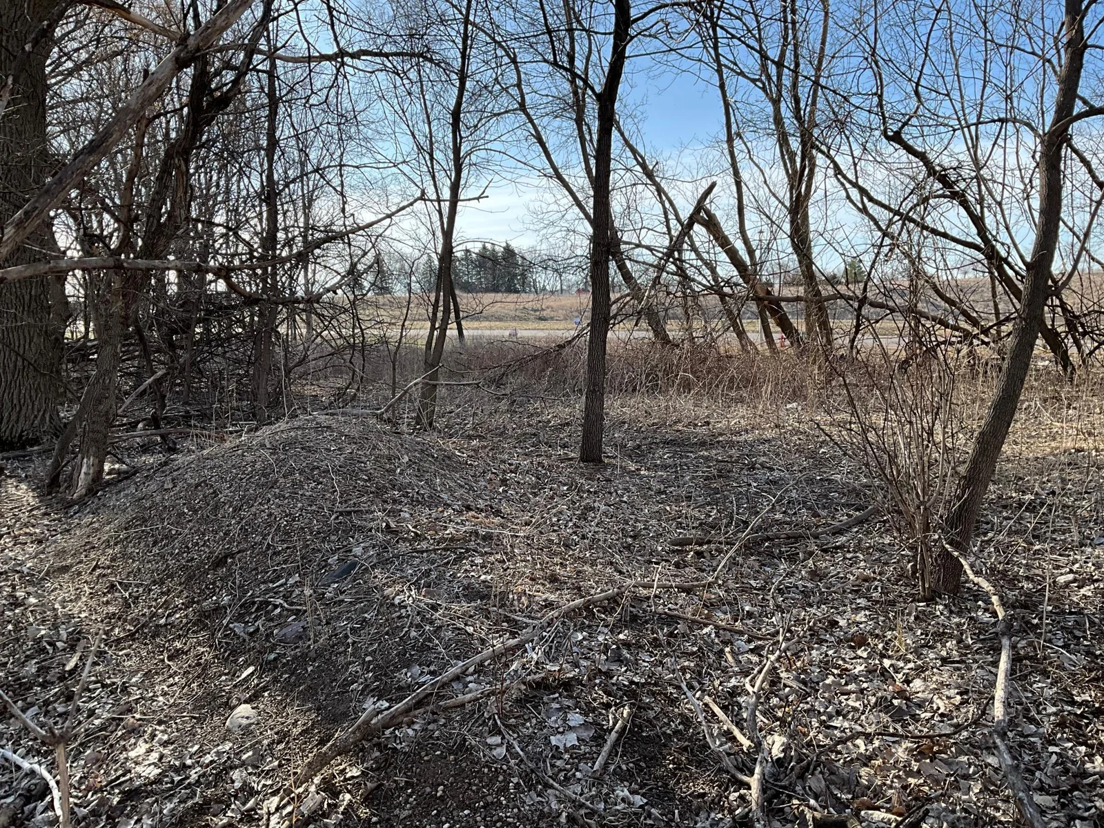 IMG_0401.jpeg