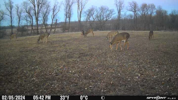 They are still in the winter wheat plot!