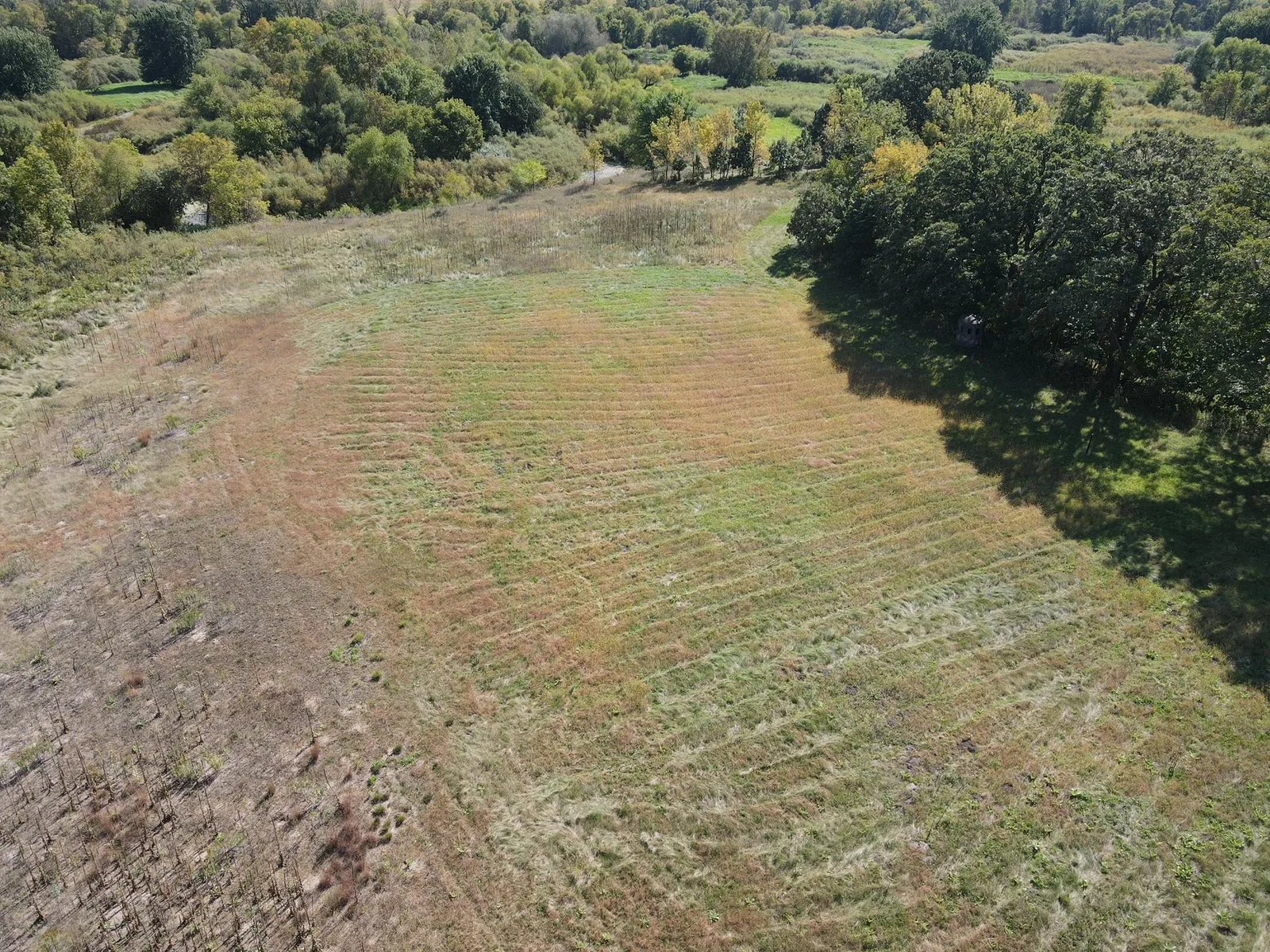 Winter Wheat Food Plot