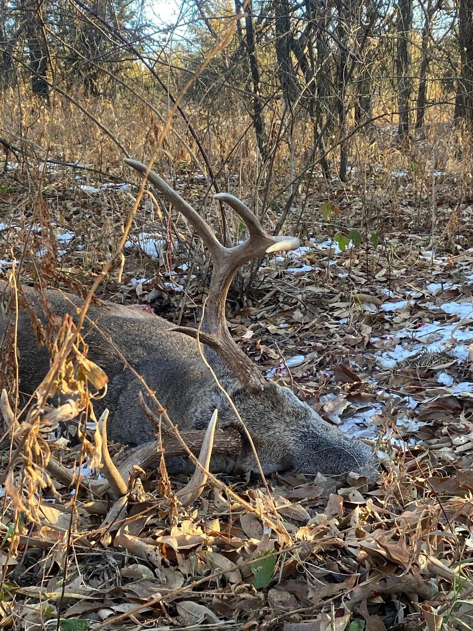 Large buck harvested on the property
