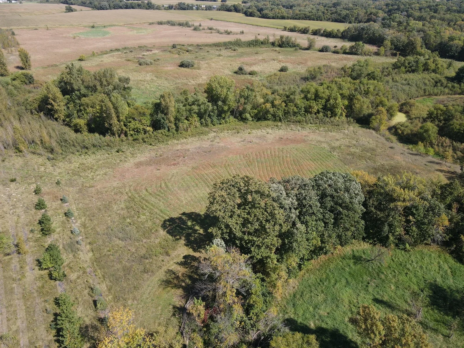 Winter Wheat Food Plot