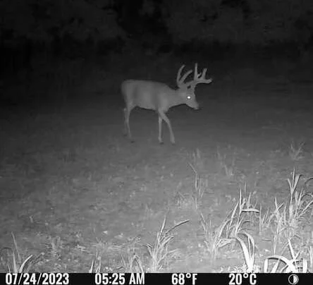 Nice buck