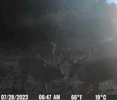 River Bottom Bucks still in velvet