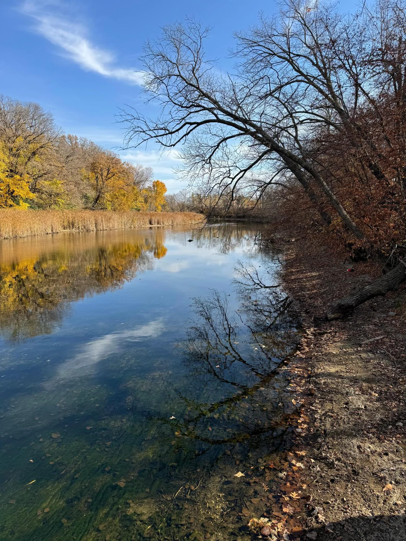 Ottertiail River Upstream.jpg