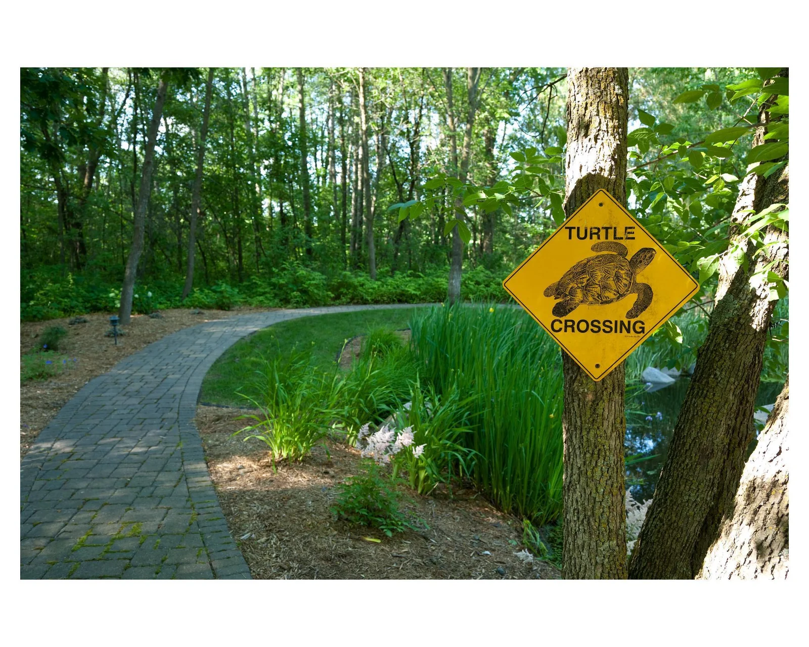 Leave all your stress behind as you walk along the frog pond