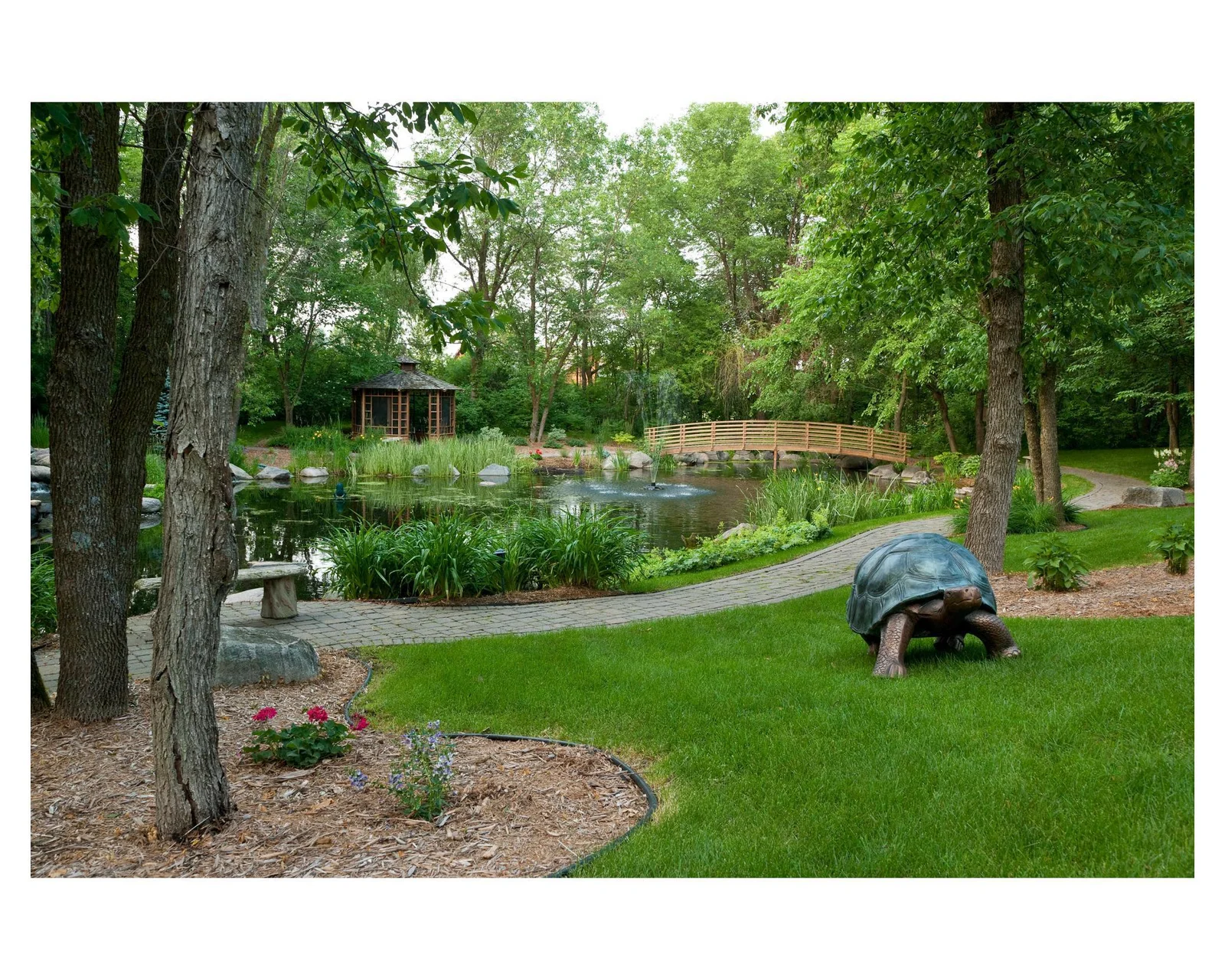 You will often see the turtles enjoying the frog pond