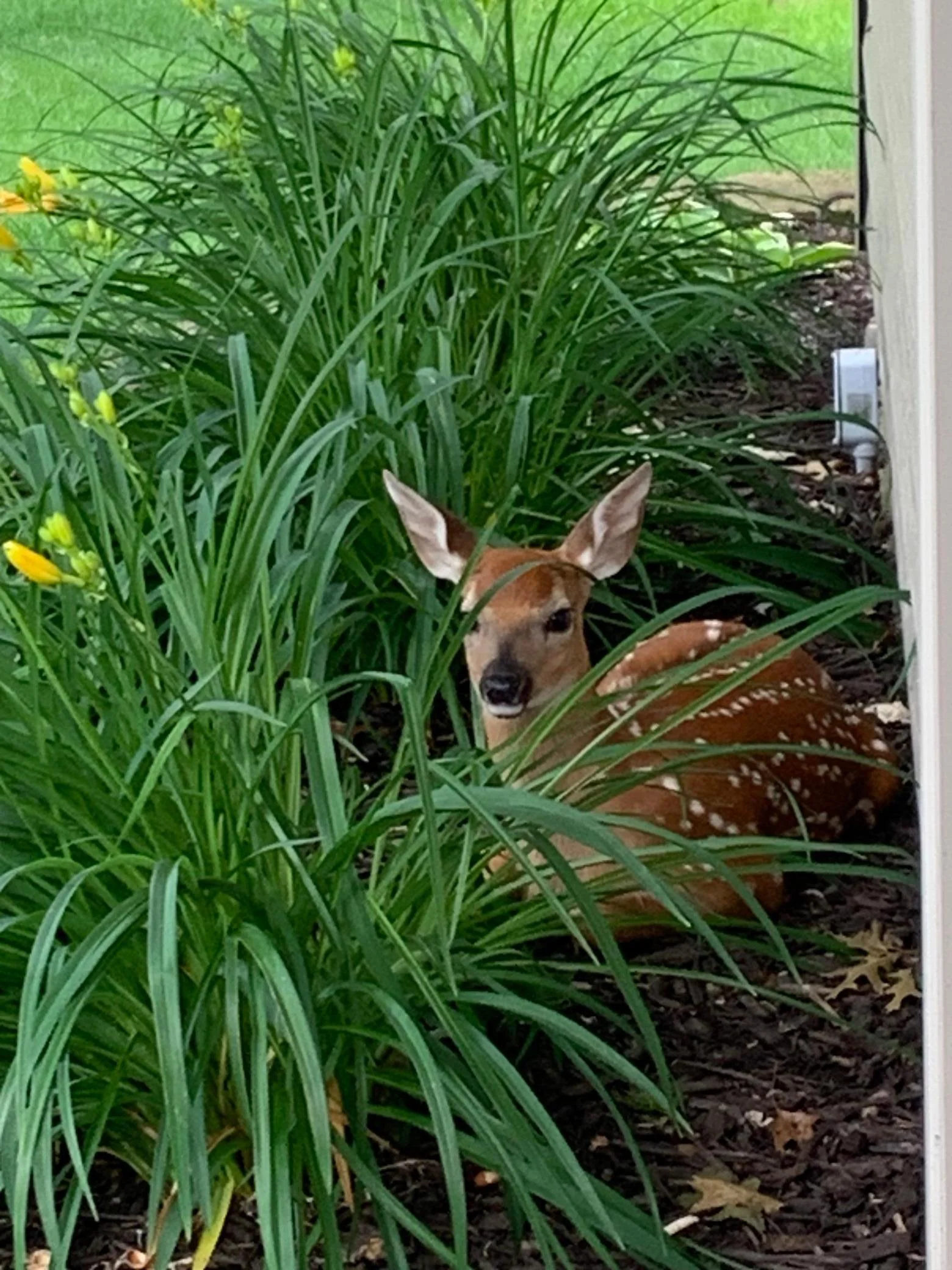 fawn2.jpg