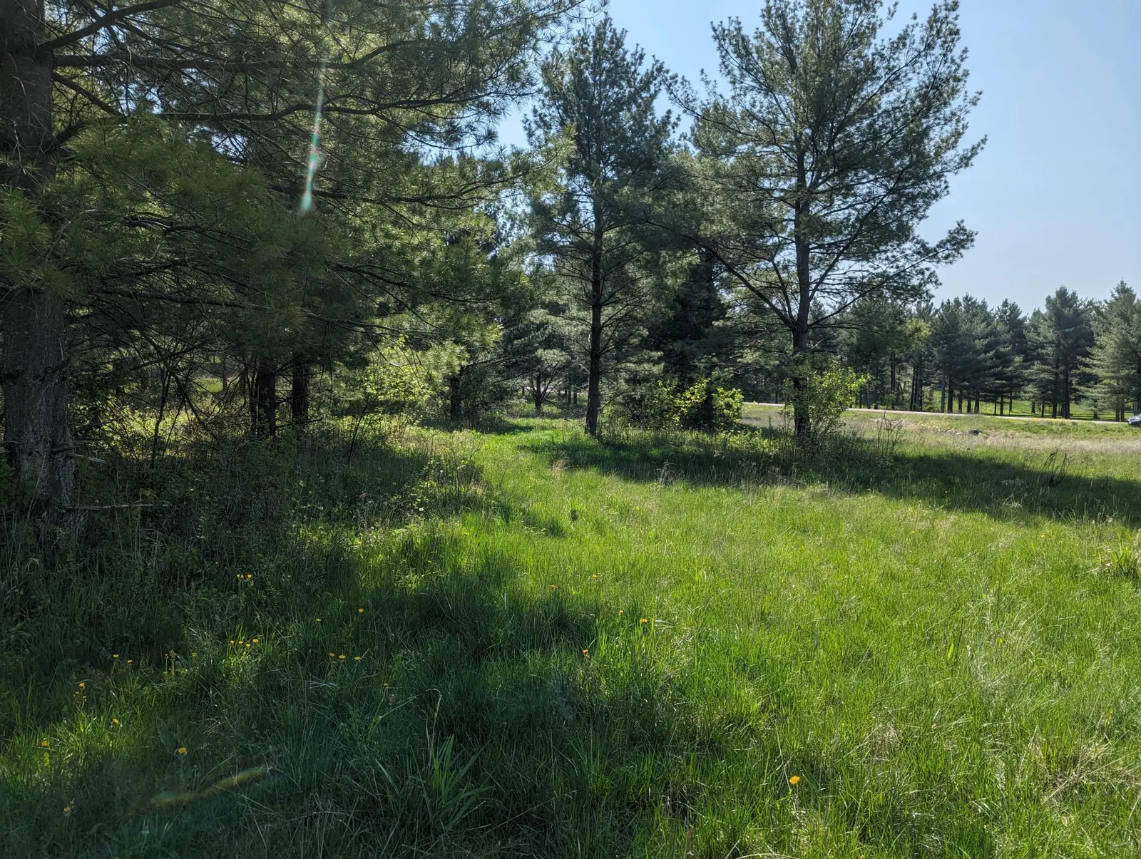 Mature Pines