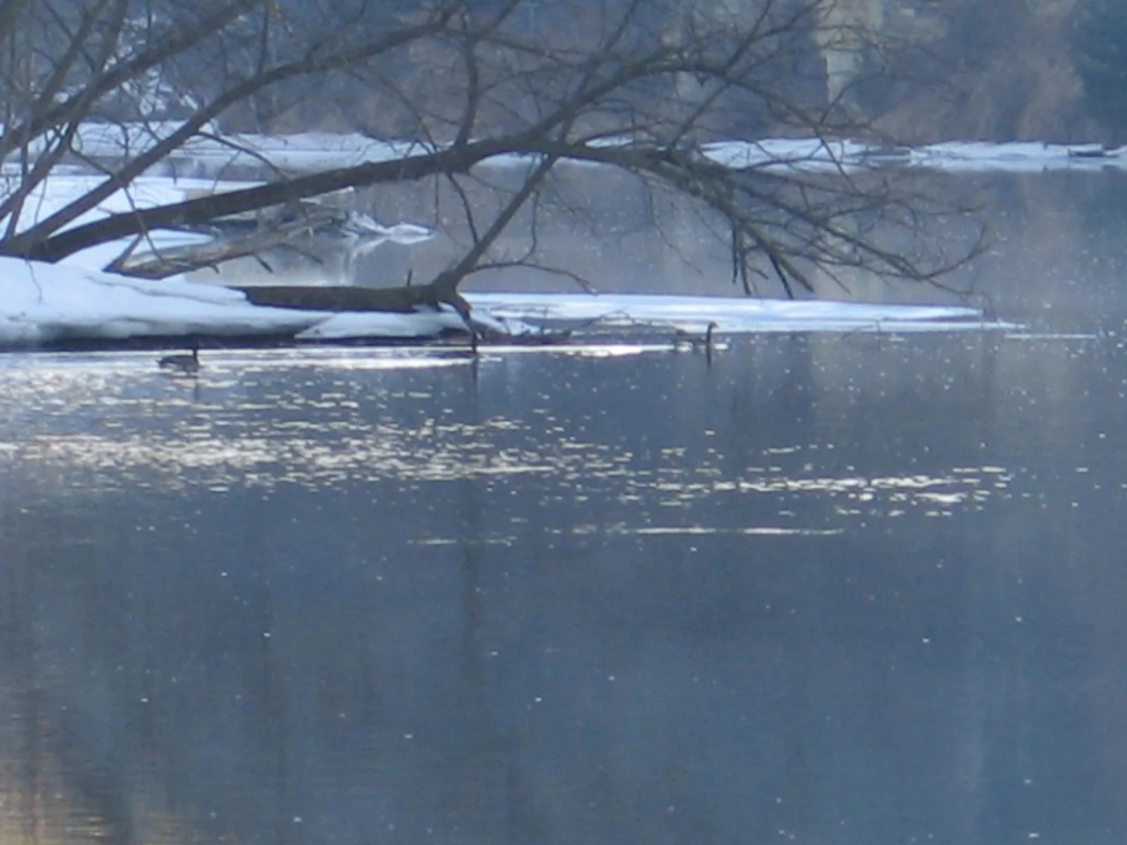 Shared Apple River