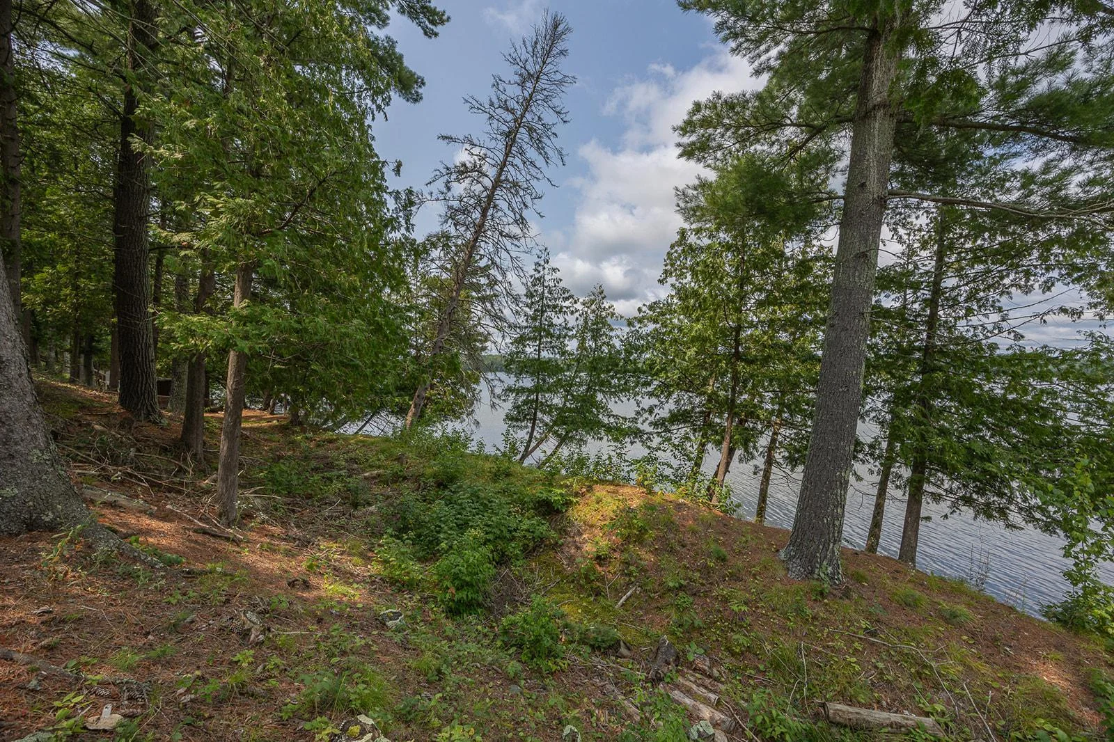 Nice mixture of pines and hardwoods.