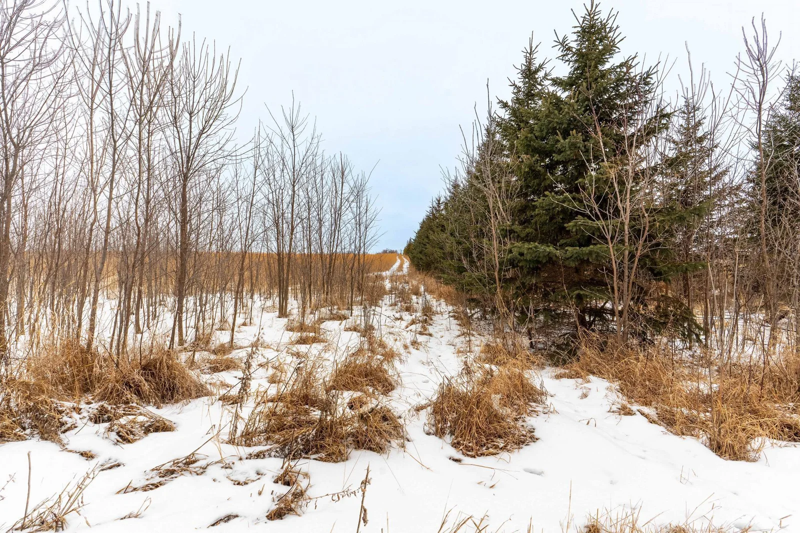 Lot Next to 33841 Co Rd 10 Ashby-103.jpg