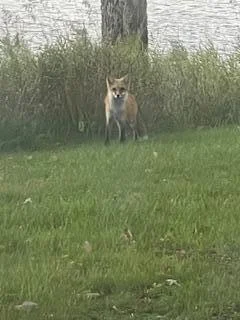 Wildlife in Yard