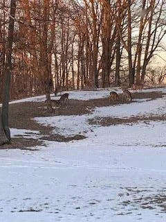 Wildlife in Yard